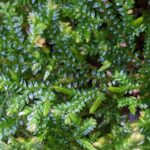 Selaginella lingulata