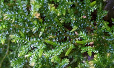 Selaginella lingulata