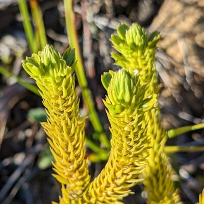 Northern Firmoss – Huperzia selago – Lycopodiaceae – Tablelands Trail – Gros Morne National Park (2) (Huperzia selago)