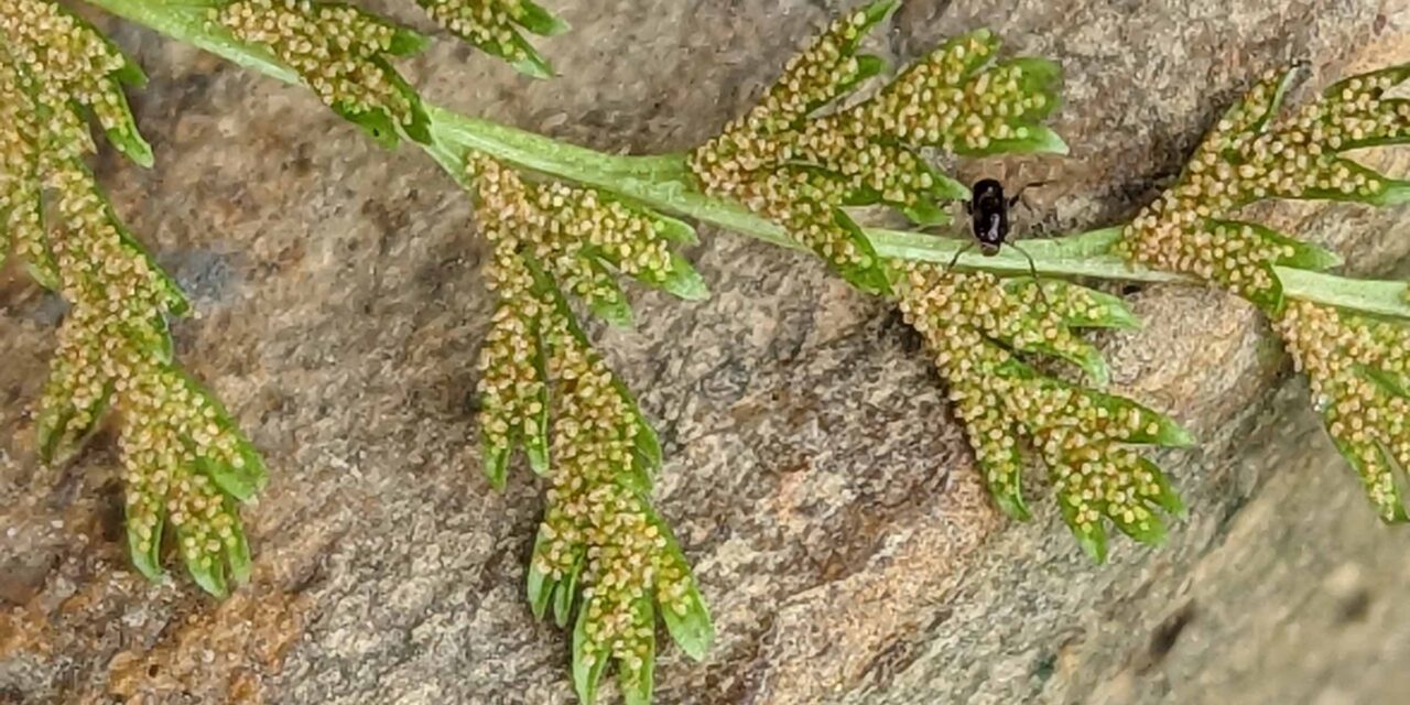 Gastoniella chaerophylla