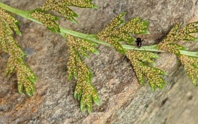 Gastoniella chaerophylla