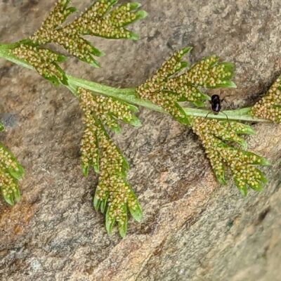 Gastoniella chaerophylla_npsmith787_173412691 (Gastoniella chaerophylla)