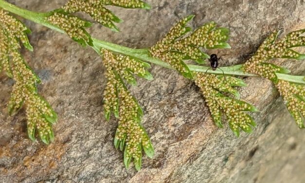 Gastoniella chaerophylla