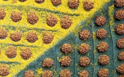 Niphidium crassifolium