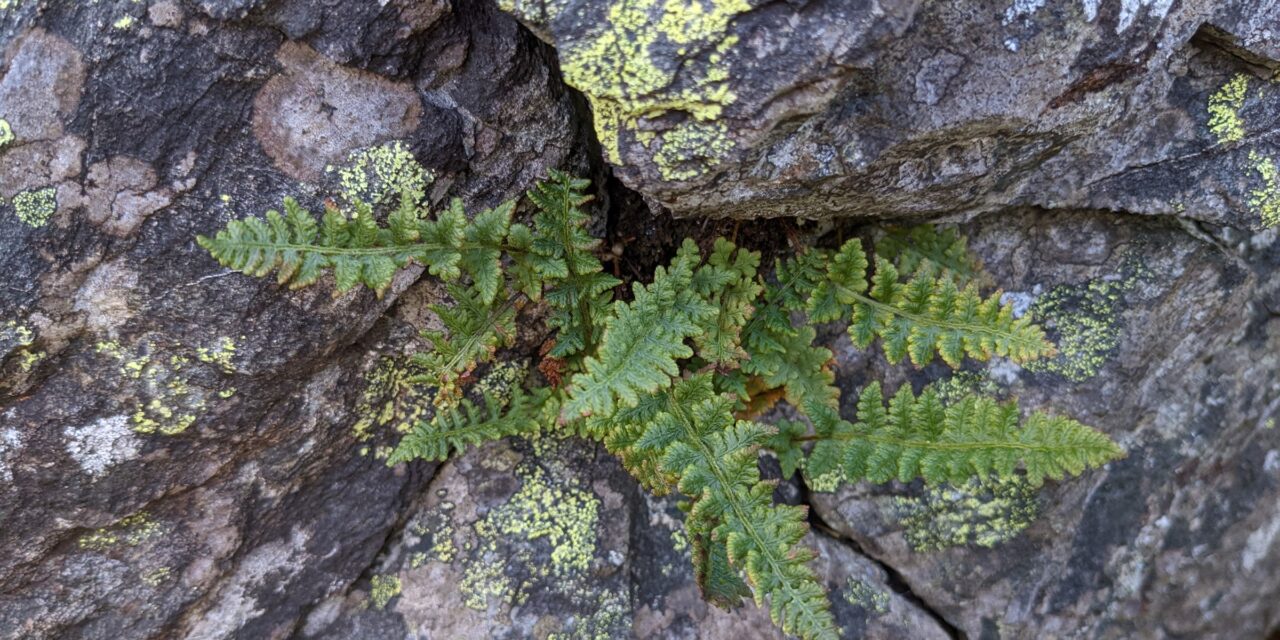 Woodsia ilvensis