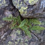 Woodsia ilvensis