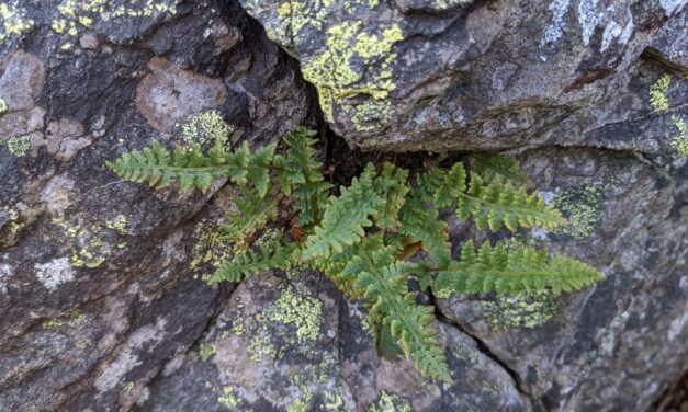 Woodsia ilvensis