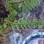 Rusty Woodsia – Woodsia ilvensis – Woodsiaceae – Old Man Trail – Gros Morne National Park (9) (Woodsia ilvensis)