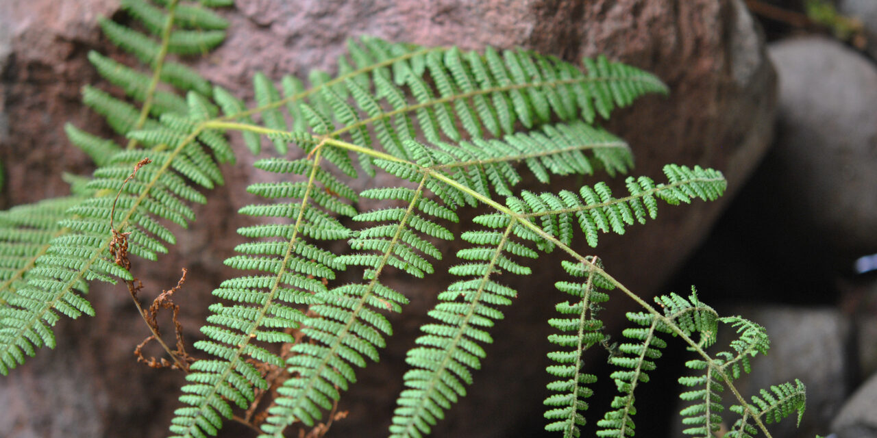 Acystopteris tenuisecta