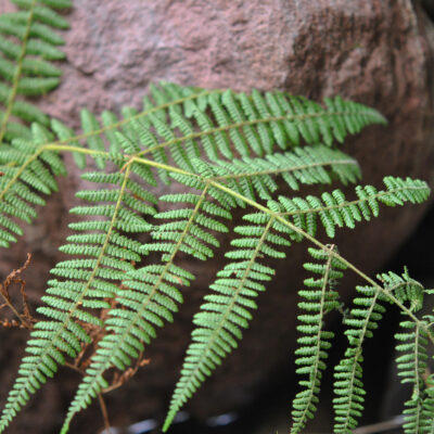 Acystopteris tenuisecta (Acystopteris tenuisecta)