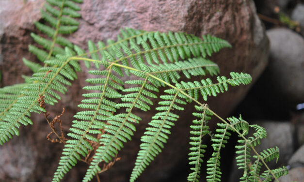 Acystopteris tenuisecta