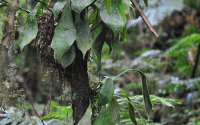 Antrophyum semicostatum