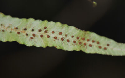 Oreogrammitis sumatrana