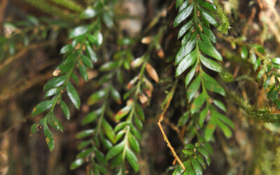 Tmesipteris zamorarum