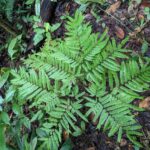 Adiantum pectinatum