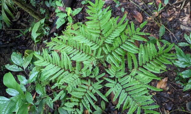 Adiantum pectinatum