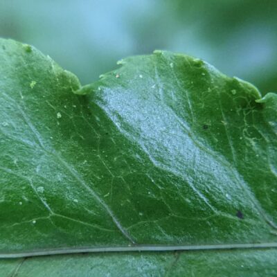 Bolbitis portoricensis or Bolbitis aliena – Dryopteridaceae – Carara National Park (11) (Bolbitis portoricensis)