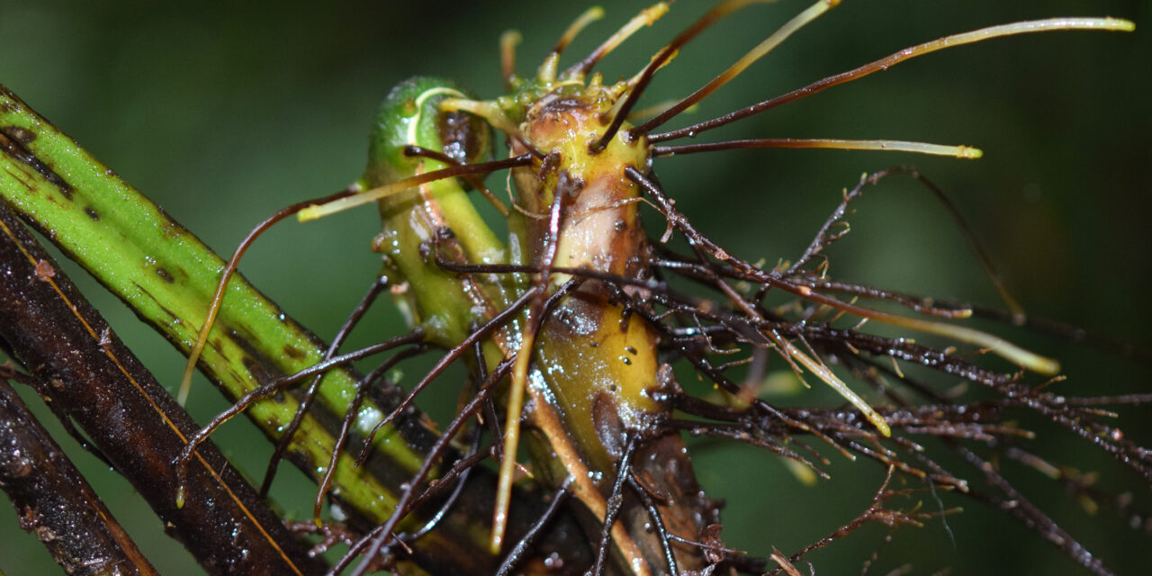 Dennstaedtia cornuta