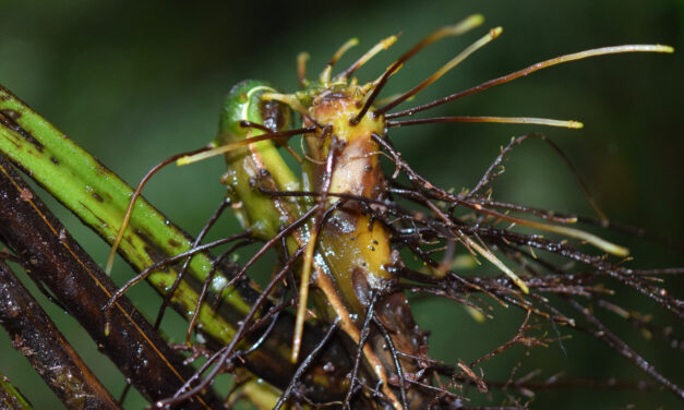 Dennstaedtia cornuta