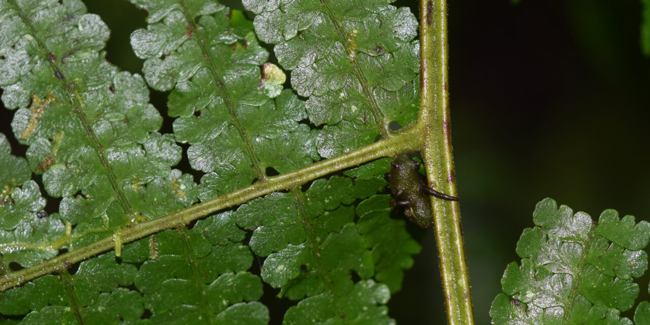 Dennstaedtia cornuta