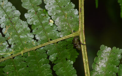 Dennstaedtia cornuta