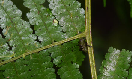 Dennstaedtia cornuta