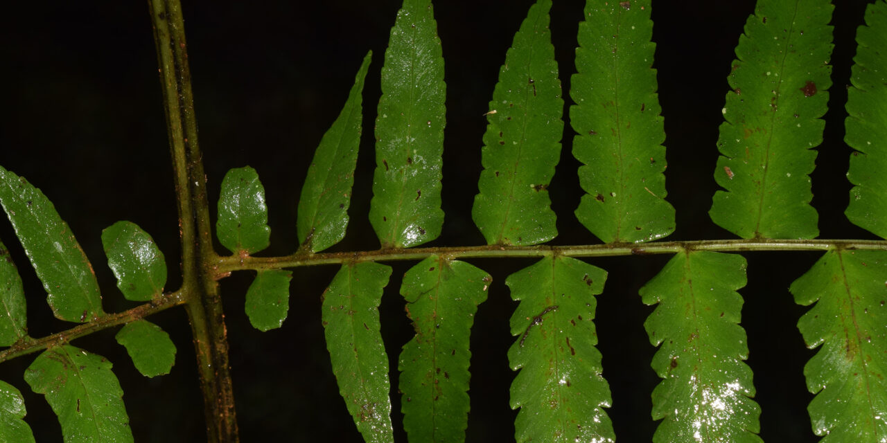 Dennstaedtia auriculata