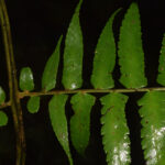 Dennstaedtia auriculata