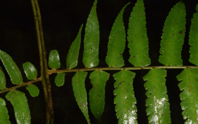 Dennstaedtia obtusifolia