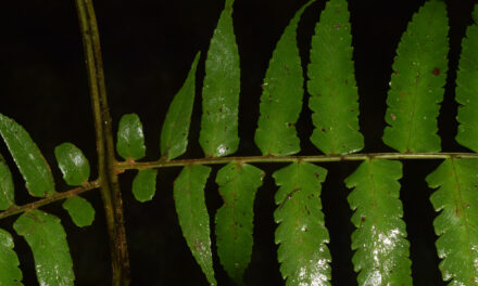 Dennstaedtia auriculata