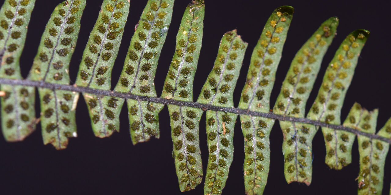 Ascogrammitis angustipes