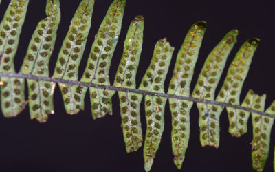 Ascogrammitis angustipes