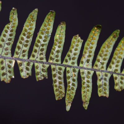 DSC_0422 (Ascogrammitis angustipes)