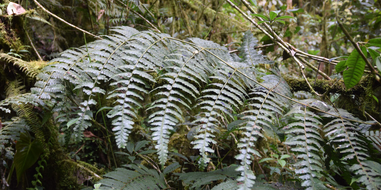 Dennstaedtia producta