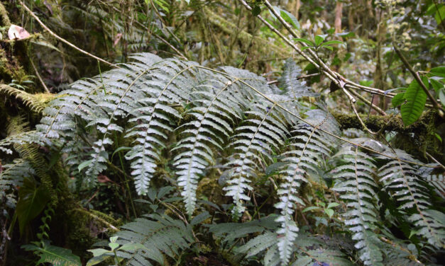 Dennstaedtia producta