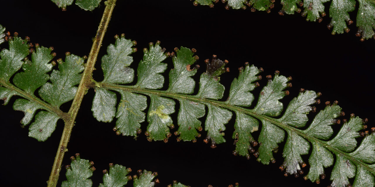 Dennstaedtia producta