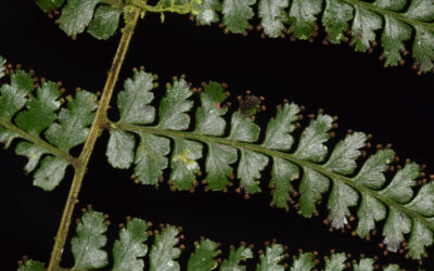 Dennstaedtia producta