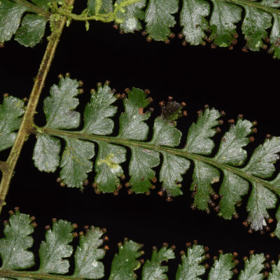 DSC_0700 (Dennstaedtia producta)