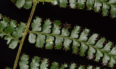 Dennstaedtia producta