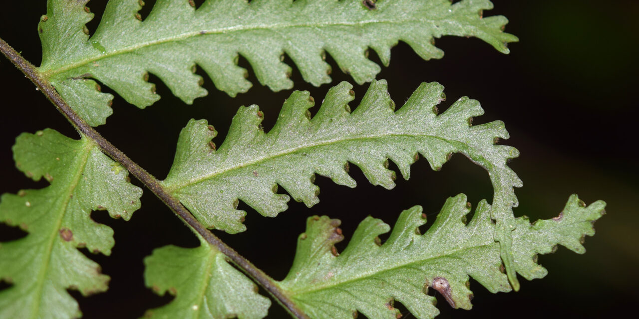 Dennstaedtia auriculata