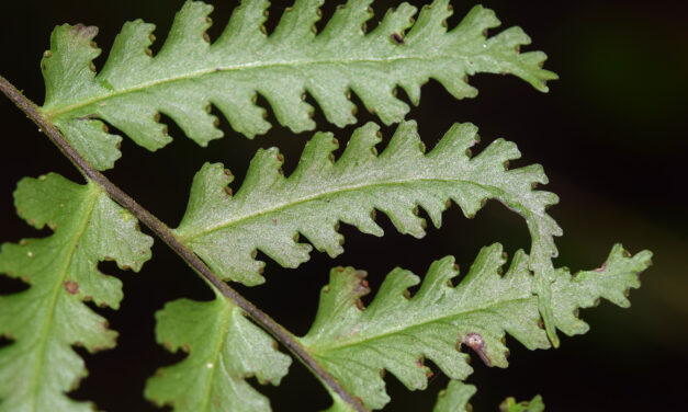 Dennstaedtia auriculata