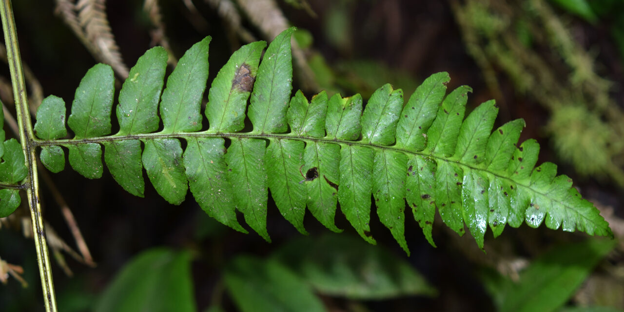 Dennstaedtia auriculata