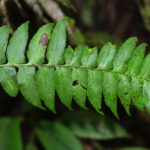 Dennstaedtia auriculata