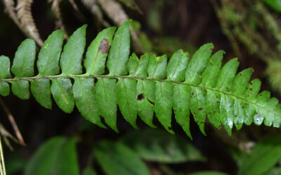 Dennstaedtia obtusifolia