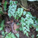 Maybe – Largeleaf Maidenhair – Adiantum macrophyllum – Pteridaceae – Punta Leona Wildlife Refuge (1) (Adiantum seemannii)