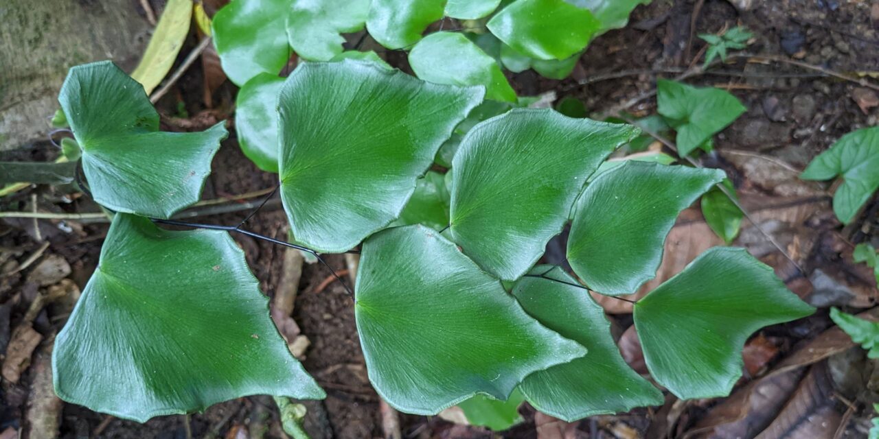 Adiantum seemannii