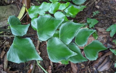 Adiantum seemannii