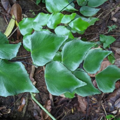 Maybe – Largeleaf Maidenhair – Adiantum macrophyllum – Pteridaceae – Punta Leona Wildlife Refuge (5) (Adiantum seemannii)