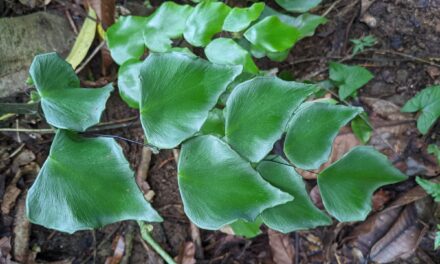 Adiantum seemannii