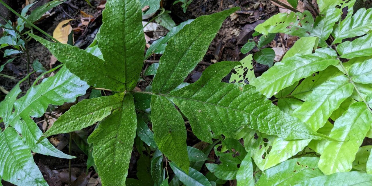 Tectaria heracleifolia